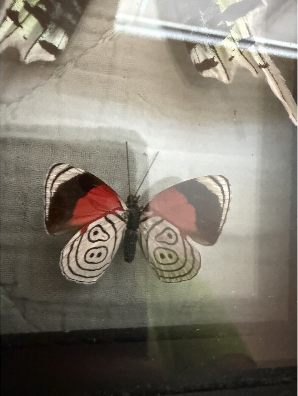 Butterfly Display - Picture 2 of 10